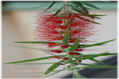 Callistemon viminalis